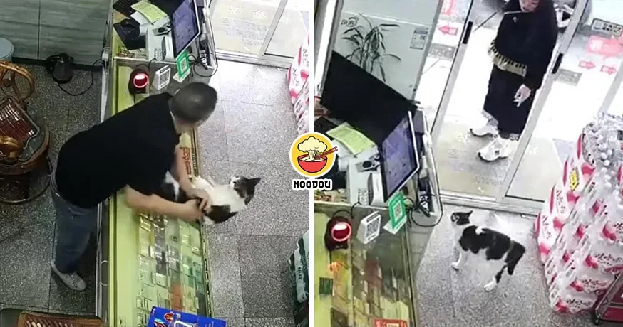 Cat Shop Hit Dog Ft