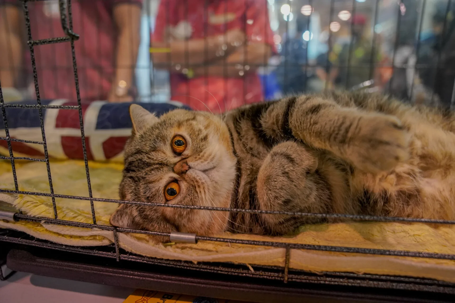 Catshow 36