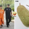 Cempedak Hit Dad Ft