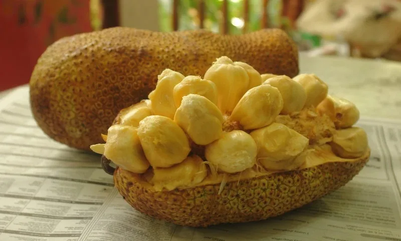 Cempedak