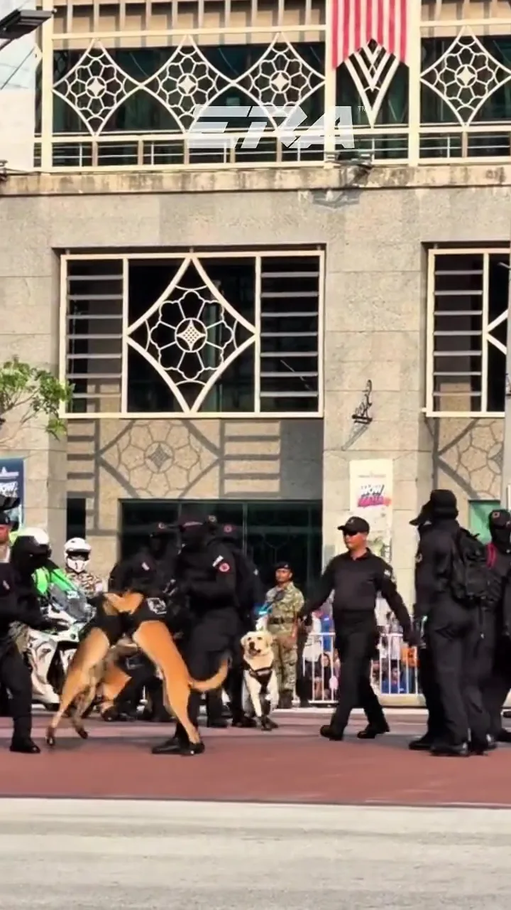 K9警犬国庆日庆典彩排起冲突开战 领犬员揭晓原因 2