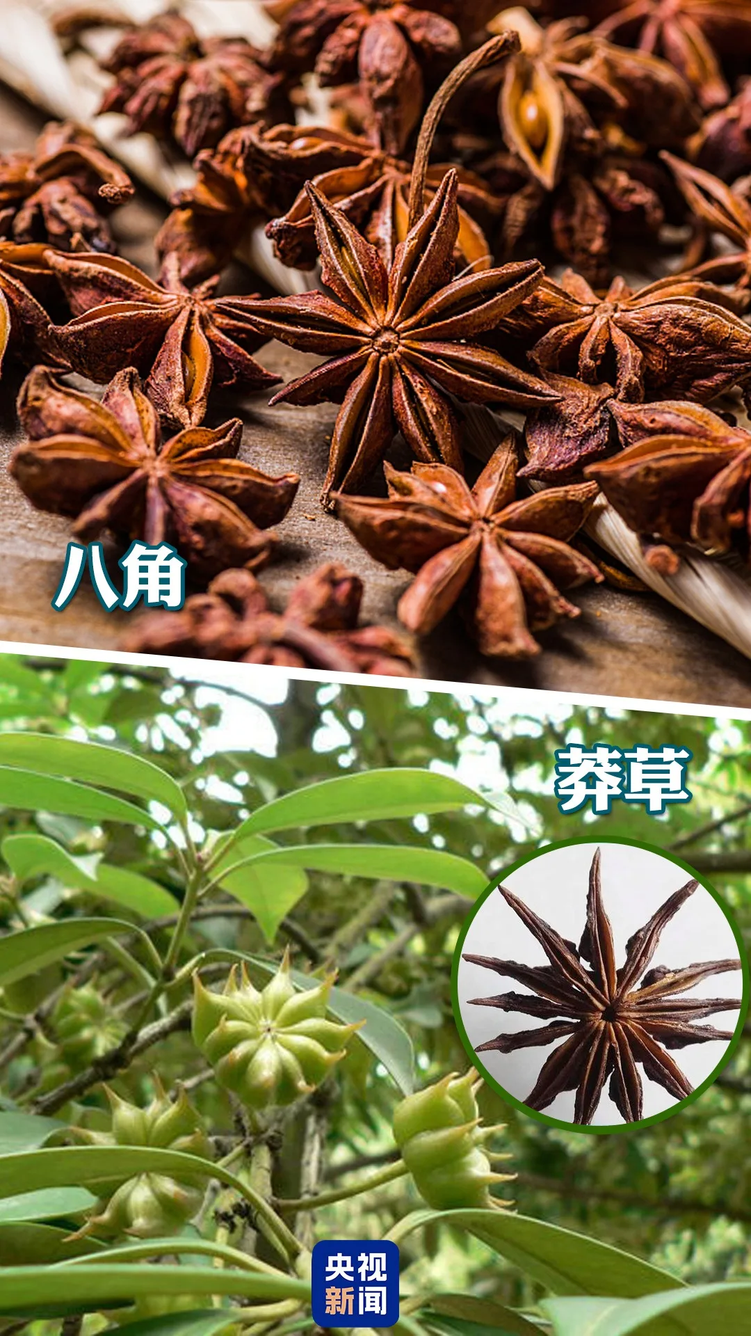 八角Vs莽草