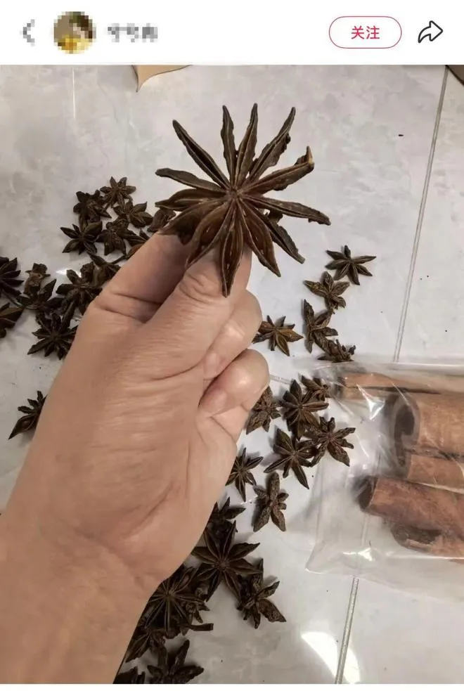 八角有13个角竟是剧毒莽草