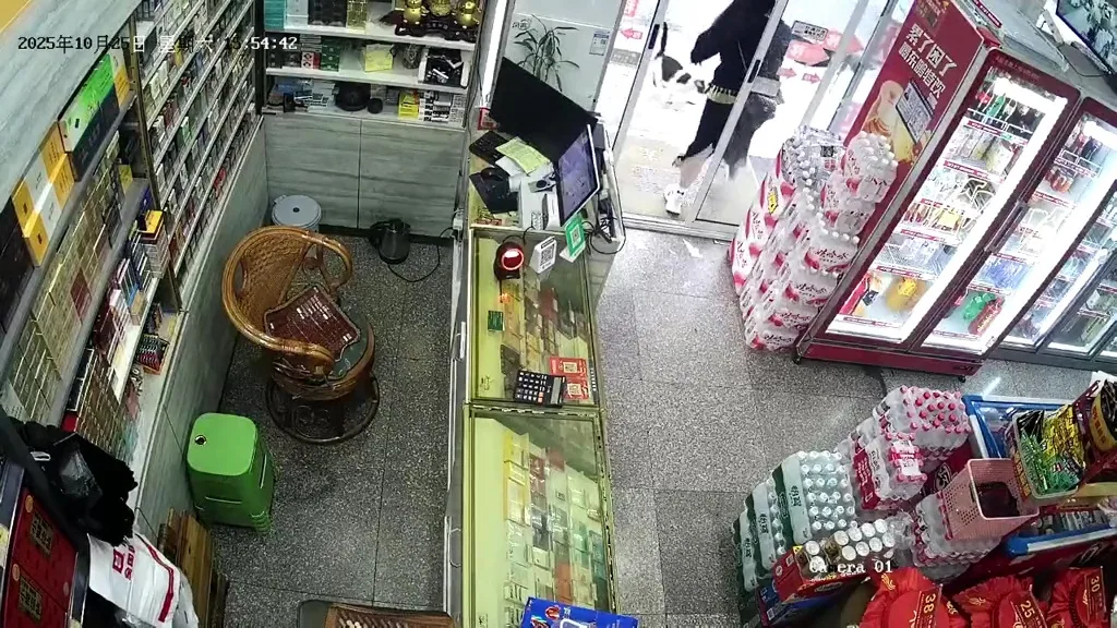 杂货店禁止狗入店猫咪战斗力太强 2