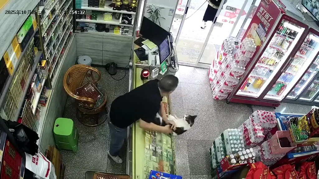 杂货店禁止狗入店猫咪战斗力太强 4