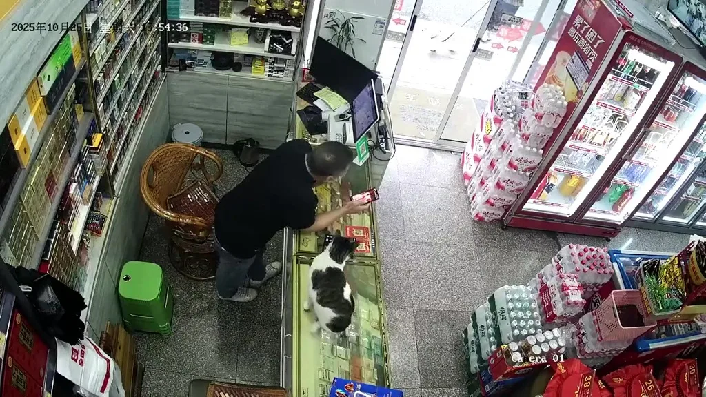 杂货店禁止狗入店猫咪战斗力太强 6