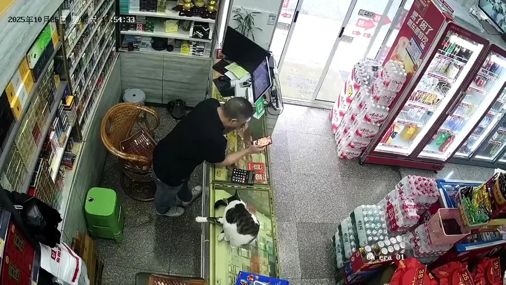 杂货店禁止狗入店猫咪战斗力太强 7