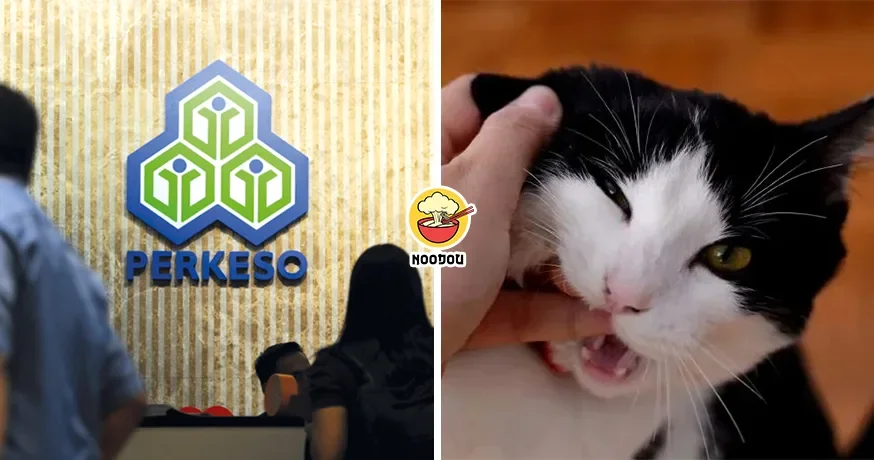 被自家猫猫咬伤可以Claim SOCSO！