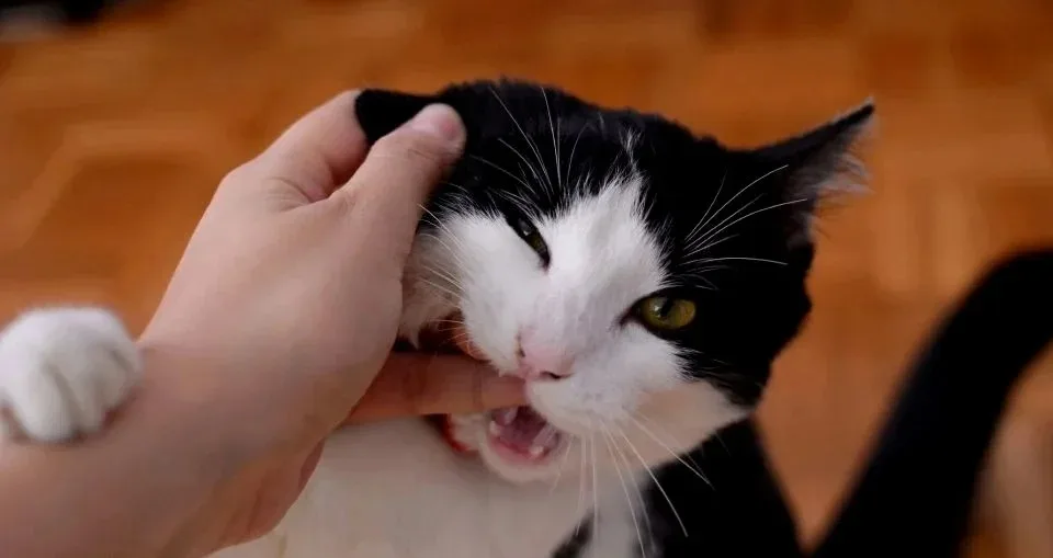 Cat Bite 1