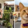 Cat Ft Img 1