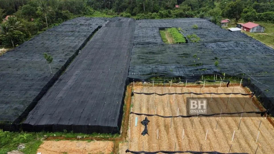 罗兴亚人租土地开槟榔叶园当老板3 3